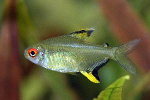 Fotó: Lemon tetra