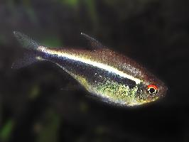 Fotó: Black neon tetra