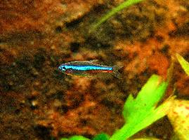 Fotó: Green neon tetra