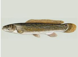 Fotó: Bowfin