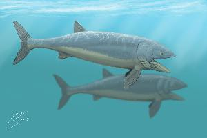 Fotó: Leedsichthys problematicus