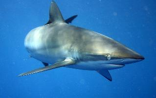 Fotó: Silky shark