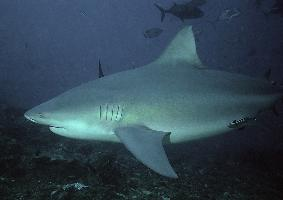 Fotó: Bull shark