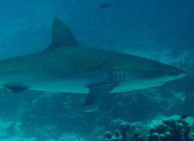 Fotó: Grey reef shark