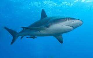 Fotó: Caribbean reef shark