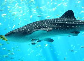 Fotó: Whale shark