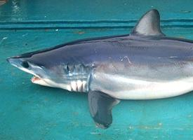 Fotó: Shortfin mako