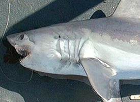 Fotó: Porbeagle