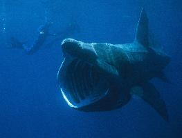 Fotó: Basking shark