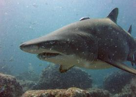 Fotó: Sand tiger shark