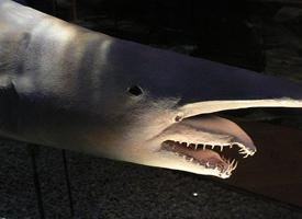 Fotó: Goblin shark