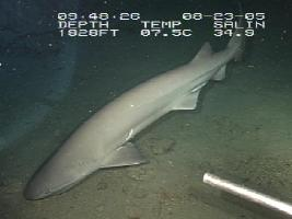 Fotó: Bluntnose sixgill shark