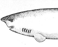 Fotó: Greenland shark