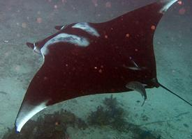 Fotó: Giant oceanic manta ray