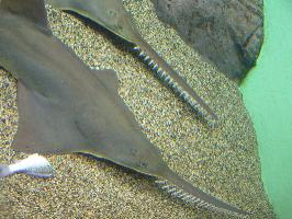 Fotó: Smalltooth sawfish