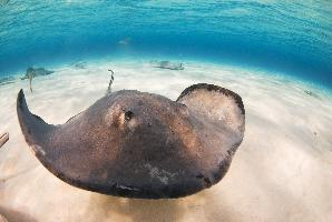 Fotó: Southern stingray