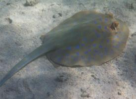 Fotó: Bluespotted ribbontail ray