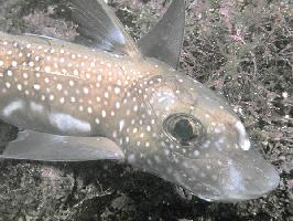 Fotó: Spotted ratfish