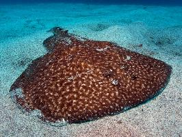 Fotó: Marbled electric ray