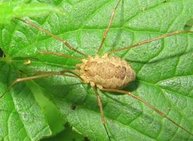 Fotó: Common harvestman