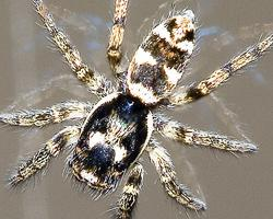 Fotó: Zebra spider