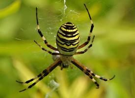 Fotó: Wasp spider