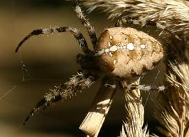 Fotó: European garden spider