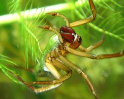 Fotó: Diving bell spider