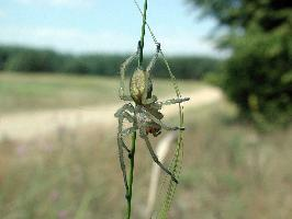 Fotó: Yellow sac spider