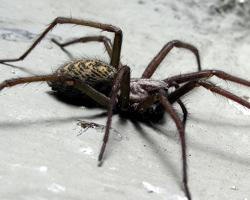 Fotó: Giant house spider