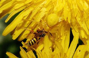 Fotó: Goldenrod crab spider