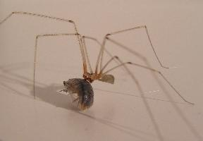 Fotó: Cosmopolitan cellar spider