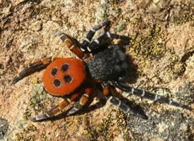 Fotó: Ladybird spider