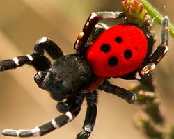 Fotó: Ladybird spider