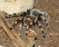 Fotó: Mexican redknee tarantulas