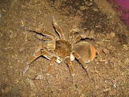 Fotó: Goliath birdeater