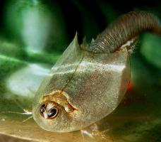 Fotó: American tadpole shrimp