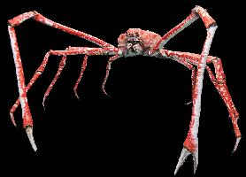 Fotó: Japanese spider crab