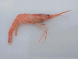 Fotó: Northern prawn