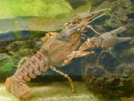 Fotó: Spinycheek crayfish