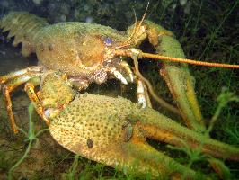 Fotó: Danube crayfish