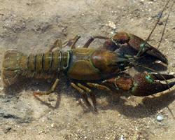 Fotó: Signal crayfish