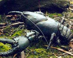 Fotó: Tasmanian giant freshwater crayfish