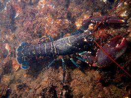 Fotó: European lobster