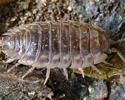 Fotó: Common woodlouse