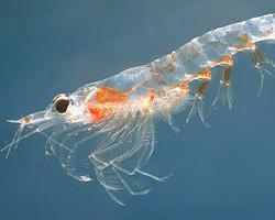 Fotó: Northern krill