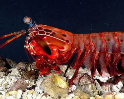 Fotó: Peacock mantis shrimp