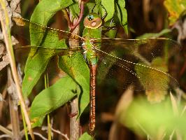 Fotó: Green darner