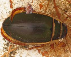 Fotó: Great diving beetle