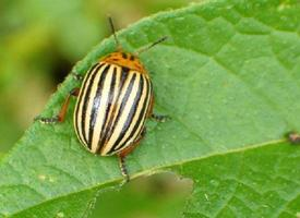 Fotó: Colorado potato beetle